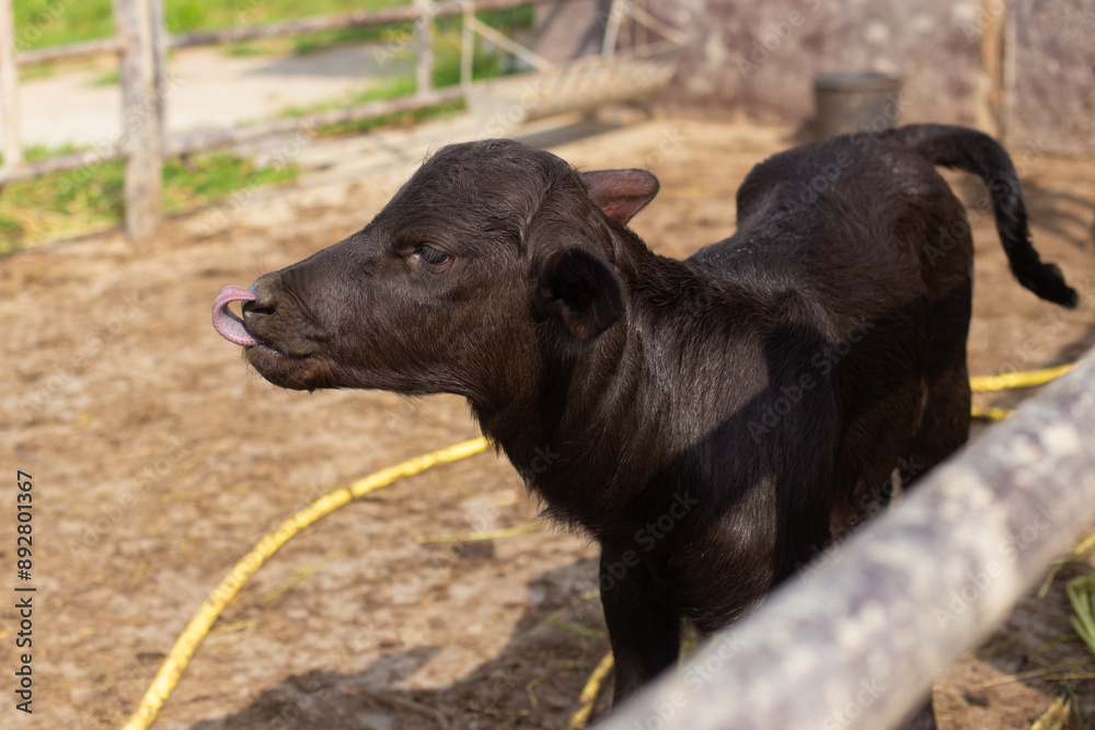 a small black cow calf in a fence on a farm a small black cow calf in a fence on a farm