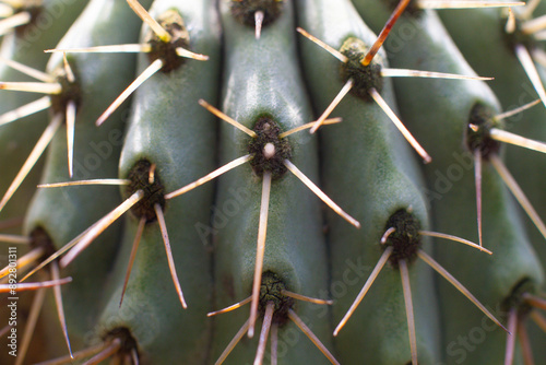 close up texture of cactus needles in a pot photo