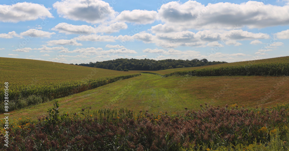 Fototapeta premium Corn fields of agricultural Iowa State
