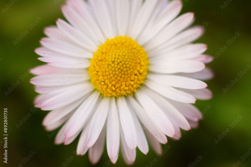 beautiful white chamomile flowers grow in the field beautiful white chamomile flowers grow in the field