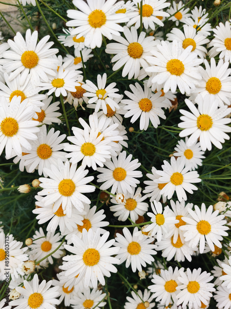 beautiful white chamomile flowers grow in the field beautiful white chamomile flowers grow in the field