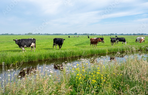 spotted black and white cows in green grassy dutch meadow near canal