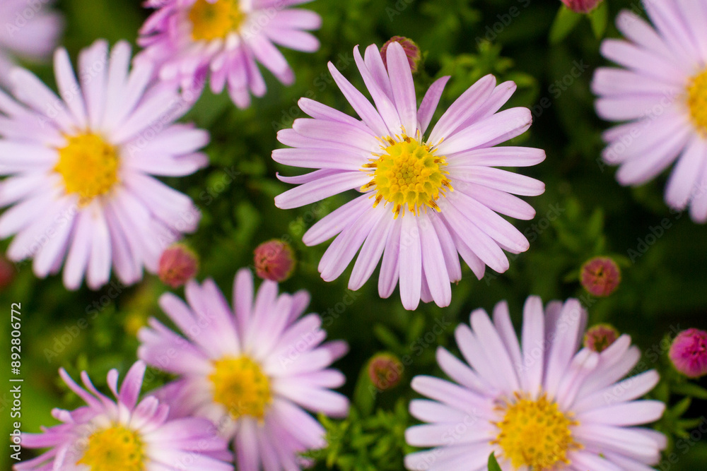 beautiful white chamomile flowers grow in the field beautiful white chamomile flowers grow in the field