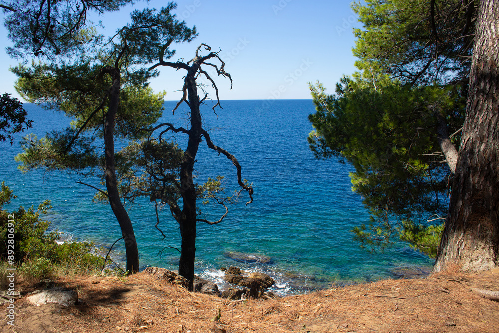 beautiful landscape of the sea and beautiful trees beautiful landscape of the sea and beautiful trees