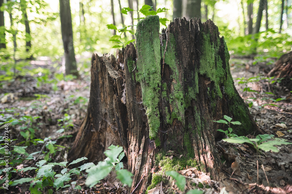 a stump from a tree cut down by loggers in the forest is covered with moss a stump from a tree cut down by loggers in the forest is covered with moss