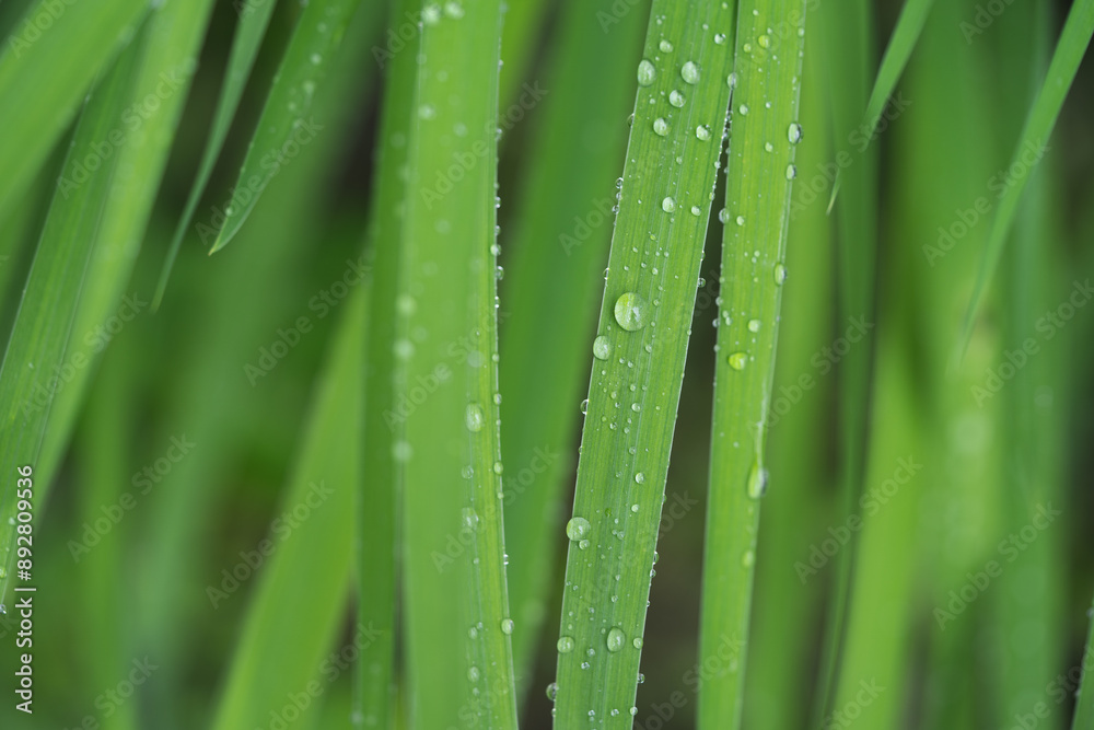 beautiful droplets after rain on a green leaf beautiful droplets after rain on a green leaf