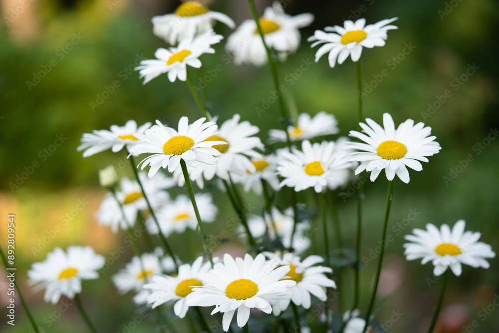 Fototapeta premium beautiful white chamomile flowers grow in the field