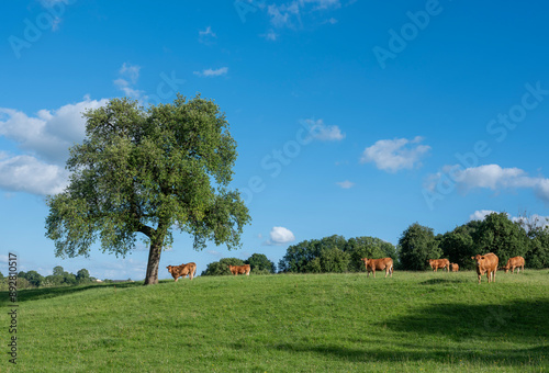 brown limousin cows in green countryside of champagen ardennes in france photo