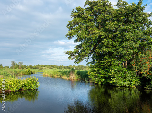 reed landscape of national park weerribben wieden in dutch province of overijssel photo