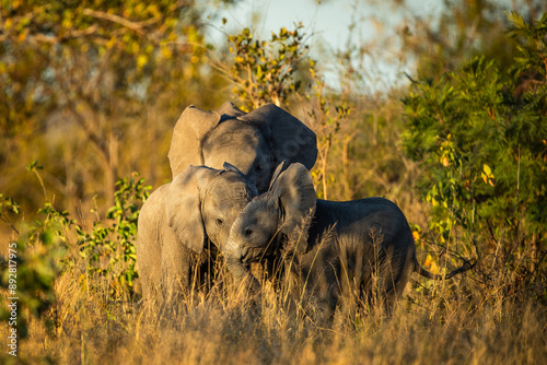Photography Three juvenile elephants playing in the bush