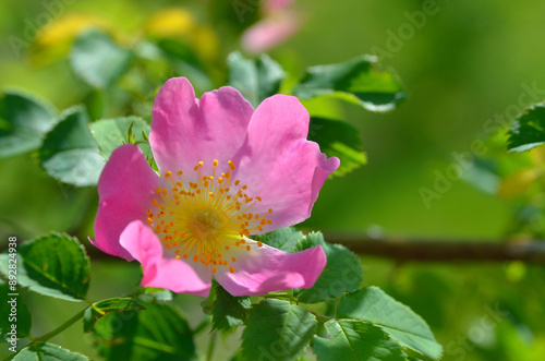 Rosehip, wild rose, blooms among green leaves