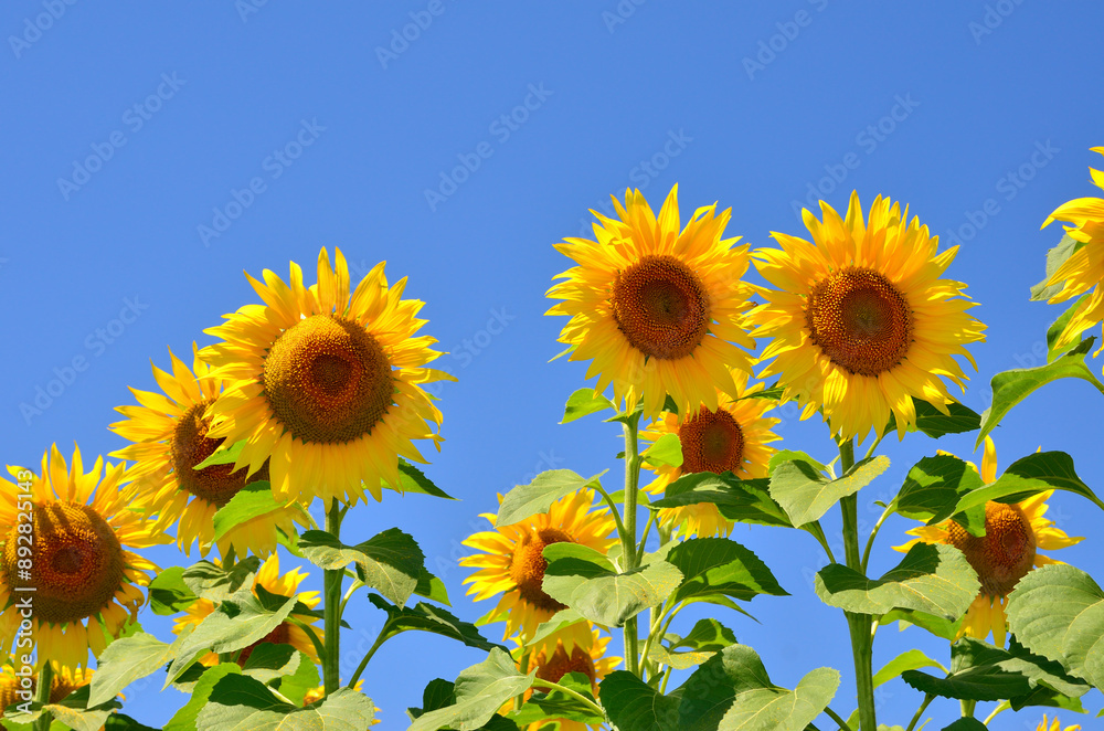 Yellow, young sunflowers bloom on an agricultural field Yellow, young sunflowers bloom on an agricultural field