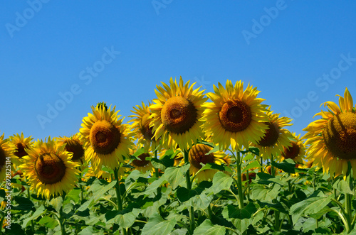 Yellow, young sunflowers bloom on an agricultural field