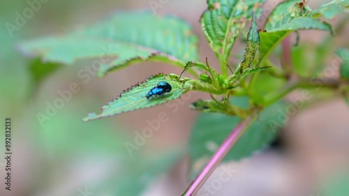 Altica Cyanea Mating on Leaf - Macro Slow Motion Footage photo