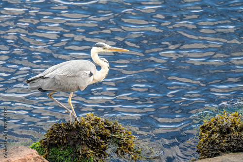 Side view of Grey heron walking