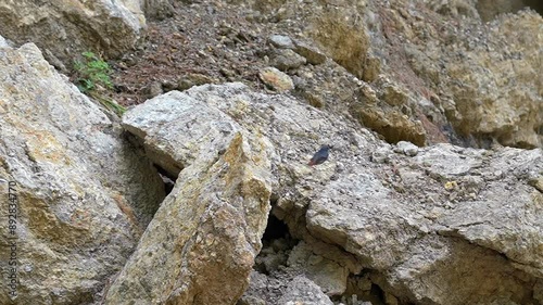 Plumbeous Water Redstart Bird in South Asia, Southeast Asia, and China - Slow Motion Footage photo