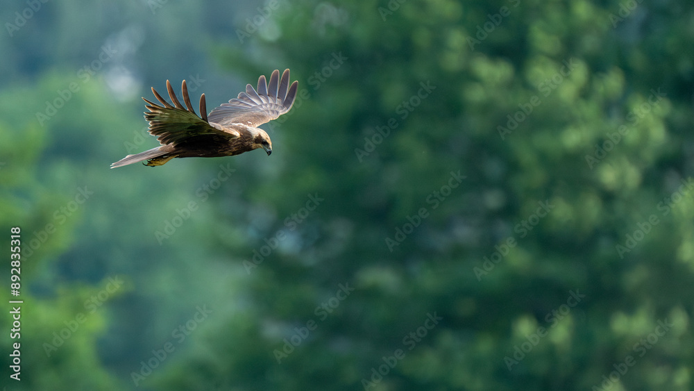 Fototapeta premium Myszołów w locie