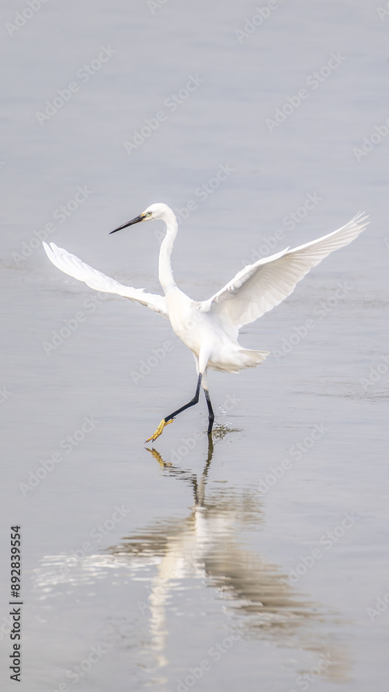 Egret with wings extended walking in shallow water vertical 16:9 Egret with wings extended walking in shallow water vertical 16:9