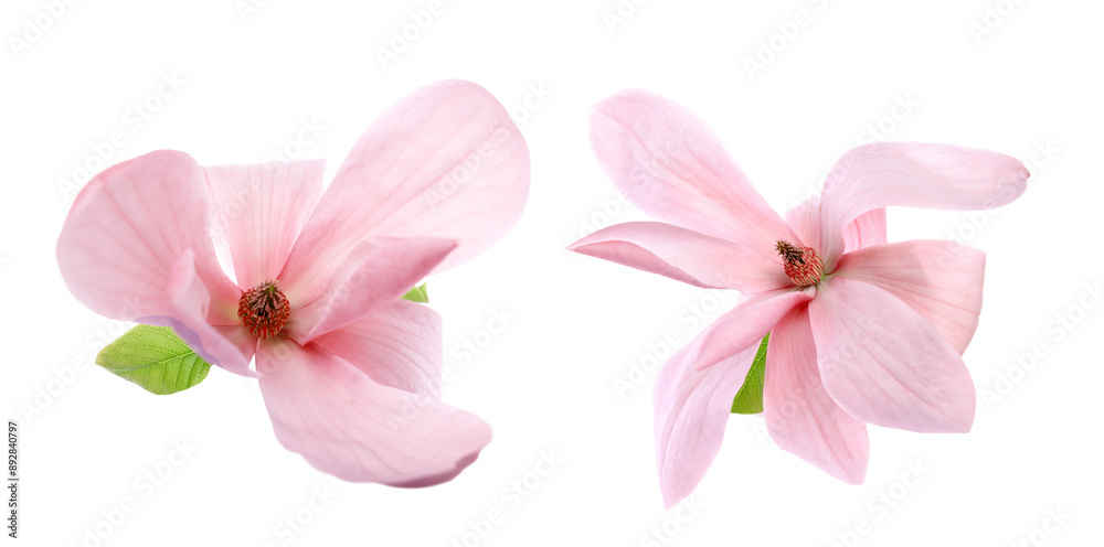 Two beautiful magnolia flowers isolated on white Two beautiful magnolia flowers isolated on white
