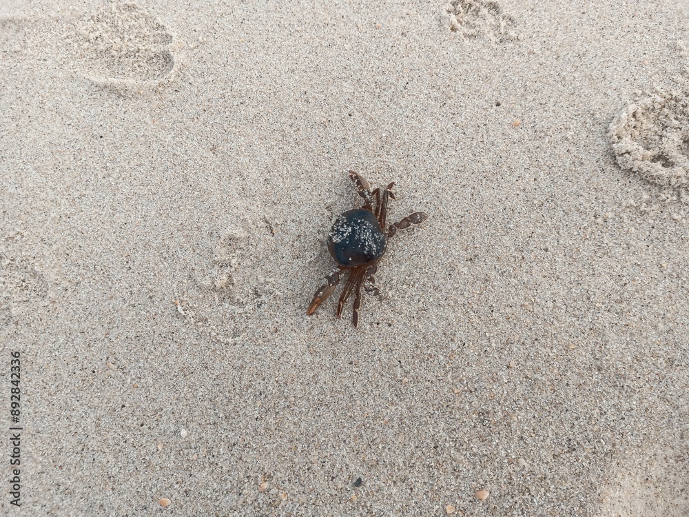 crab on the beach crab on the beach