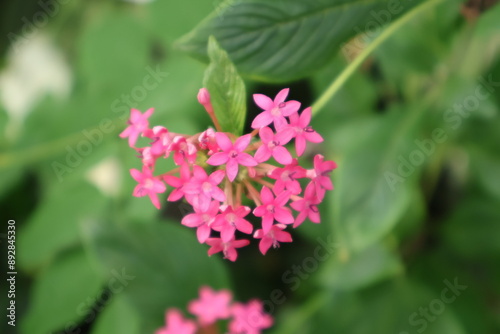 Kleine rosa Blüten vor grünem Blätterhintergrund