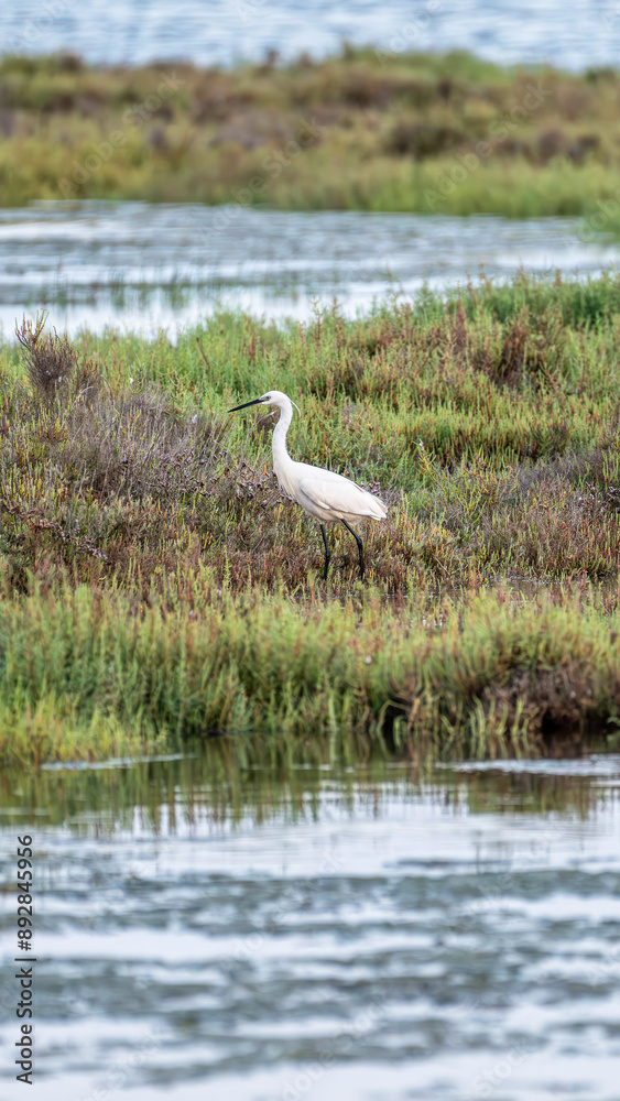 Fototapeta premium Egret standing in marshland