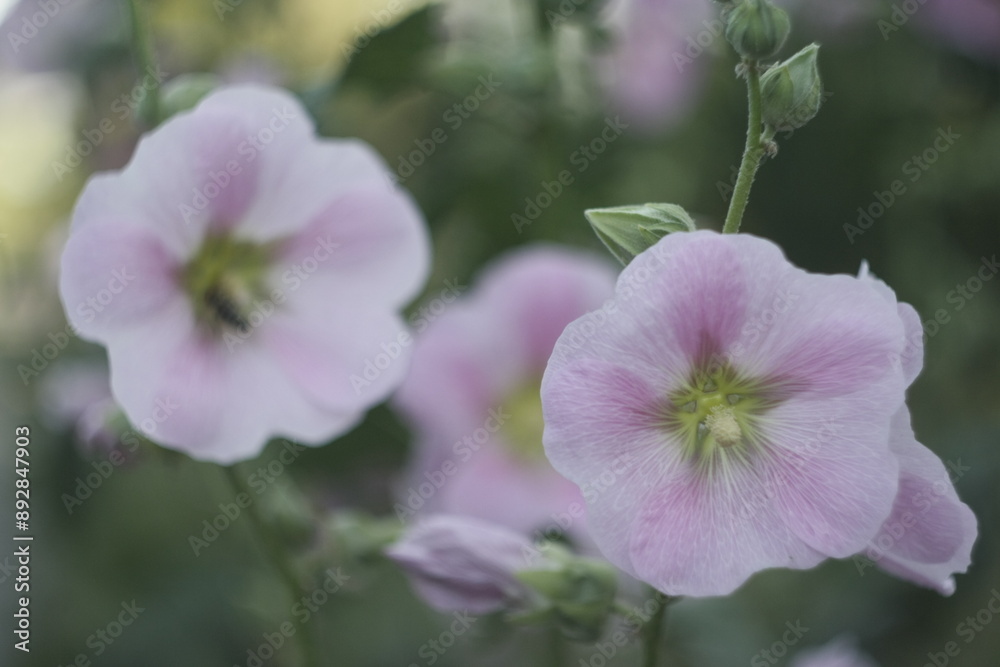 close up of pink flower close up of pink flower