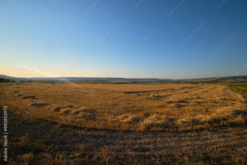 a wheat field in the golden rays of the sun a wheat field in the golden rays of the sun