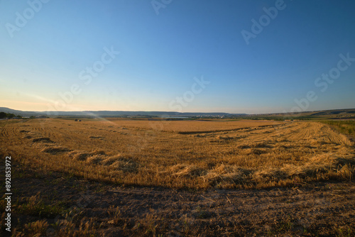 a wheat field in the golden rays of the sun