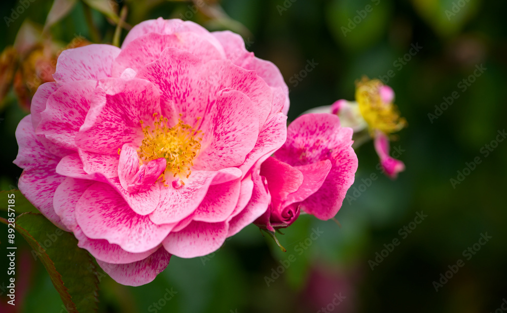 beautiful pink blossom of a rose in summer, close up beautiful pink blossom of a rose in summer, close up