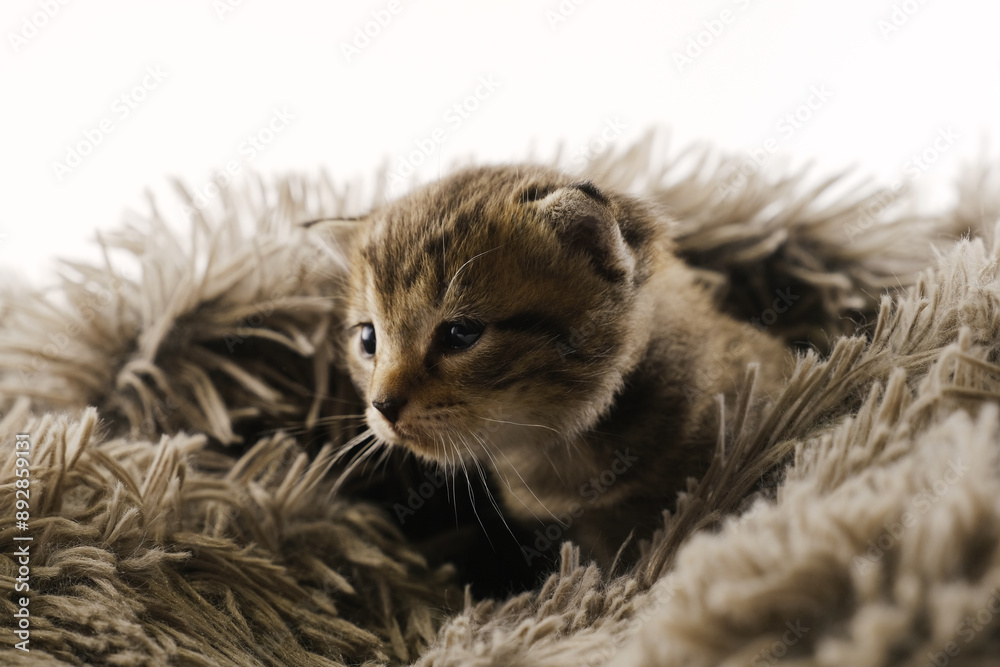Naklejka premium Cozy baby kitten shows young cat in comfort of fuzzy blanket closeup.