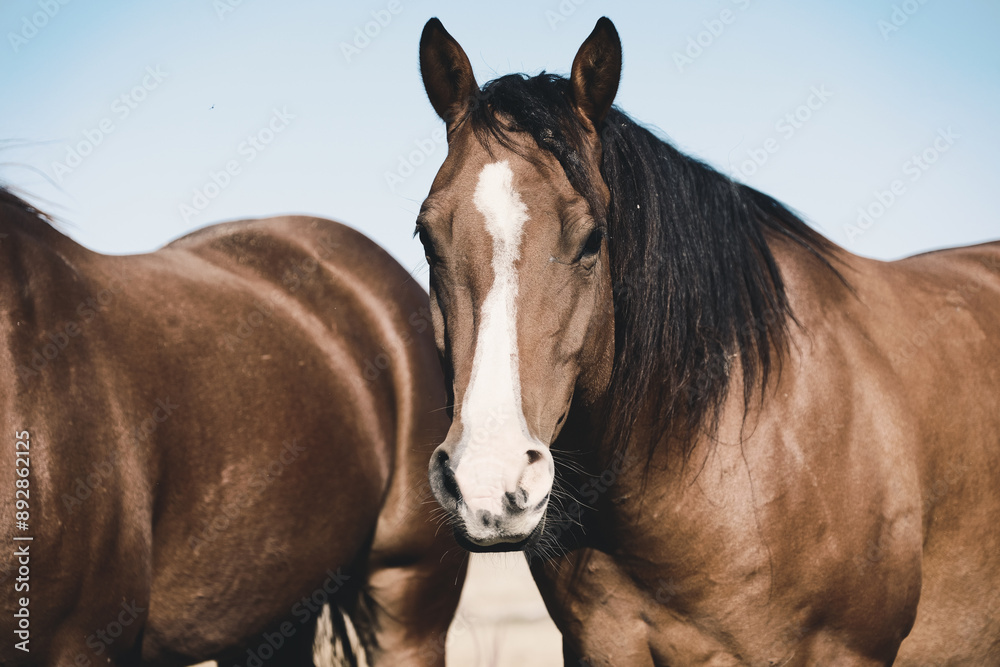 Fototapeta premium Bay mare horse on equine ranch in Texas closeup for rustic animal portrait.