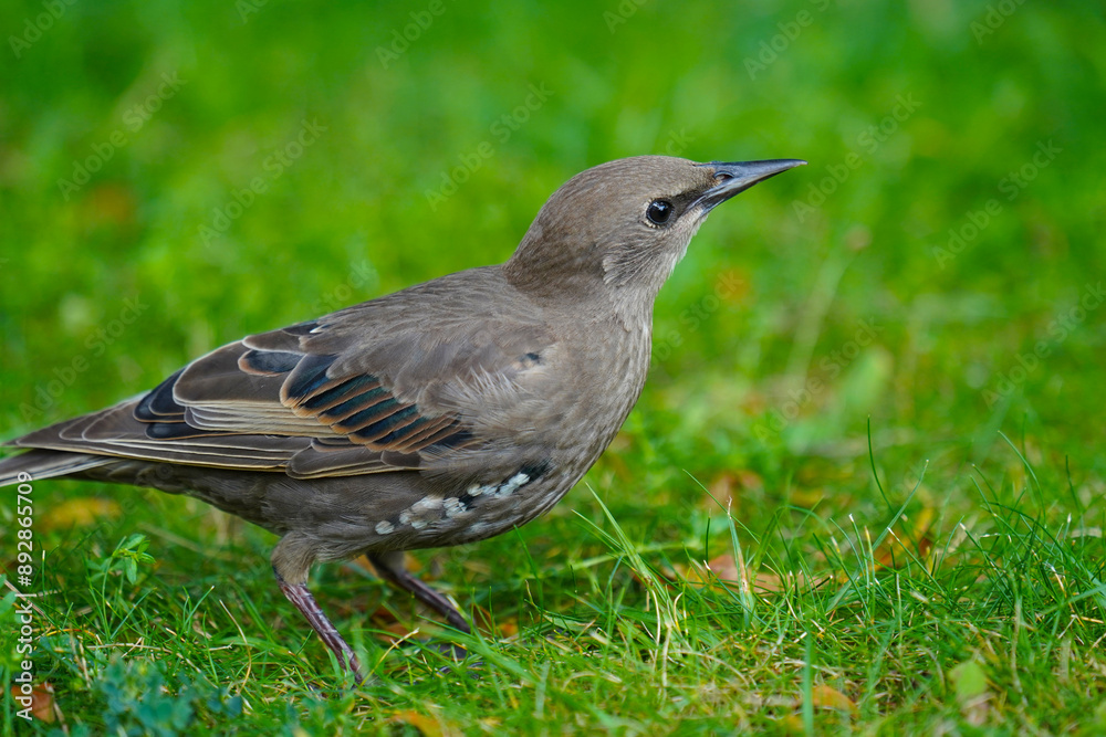 Juvenile common starling sturnus vulgaris in profile, resting in the meadow Juvenile common starling sturnus vulgaris in profile, resting in the meadow