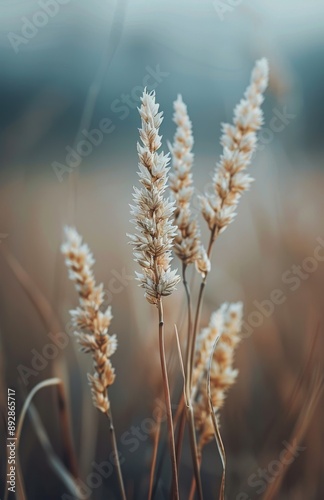 Tall Grass Close Up in Autumn