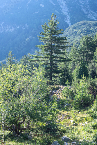 Pirin Mountain around Banderitsa River, Bulgaria photo