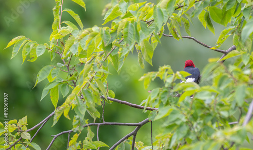 Red-headed woodpecker perched in a tree, the back of its head facing the camera.