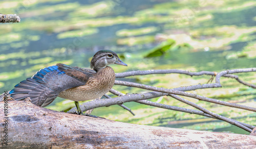 Photography Juvenile wood duck perched on a log fallen into a pond in summer.