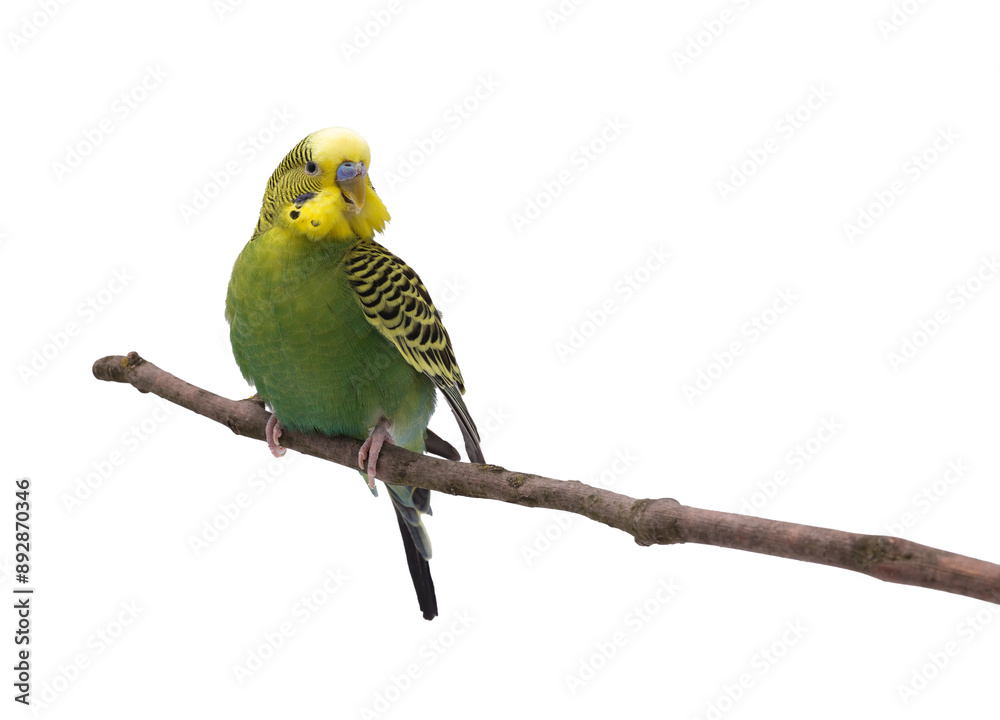 Bright parrot on tree branch against white background. Exotic pet Bright parrot on tree branch against white background. Exotic pet