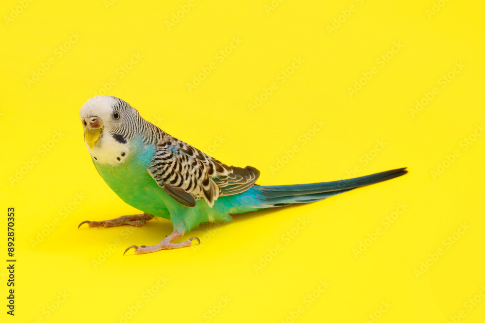 Beautiful parrot on yellow background. Exotic pet Beautiful parrot on yellow background. Exotic pet