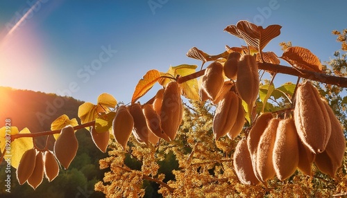 travel to georgia fruits of paulownia tree in kakheti region on autumn day photo