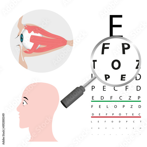 Magnifying glass with zoom effect and eye test health and eye human muscle anatomy