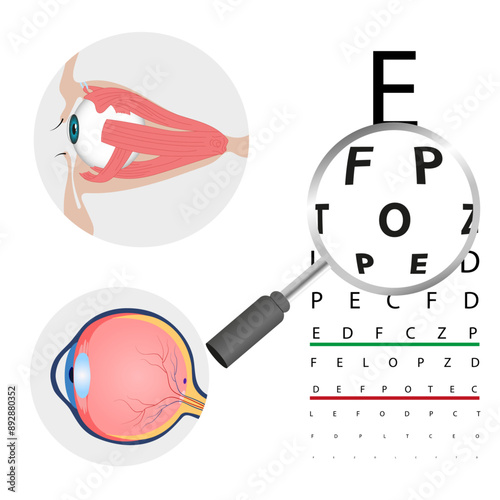Magnifying glass with zoom effect and eye test health and eye human muscle anatomy