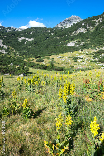 Pirin Mountain around Banderitsa River, Bulgaria photo