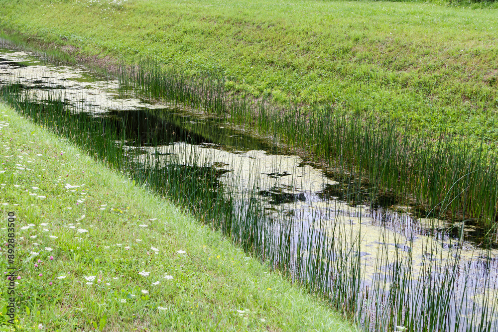 Ditch with green grass. Overgrown ditch, irrigation ditch cleaning, maintenance concept Ditch with green grass. Overgrown ditch, irrigation ditch cleaning, maintenance concept