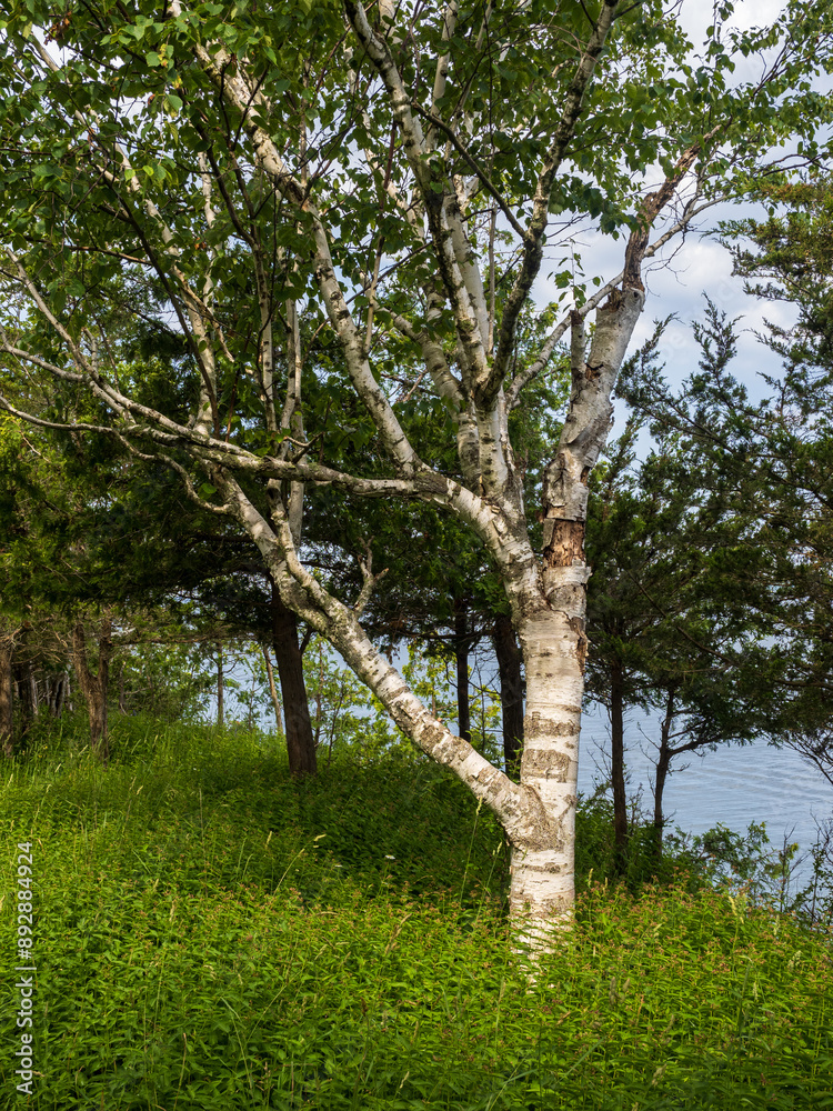 Birch tree with spreading branches by the water rooted in green vegetation at Robert G. Wehle State Park in New York state, USA. Birch tree with spreading branches by the water rooted in green vegetation at Robert G. Wehle State Park in New York state, USA.