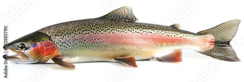 Steelhead Salmon. Freshwater Fish Closeup Isolated on White Background with Rainbow Trout Colors photo