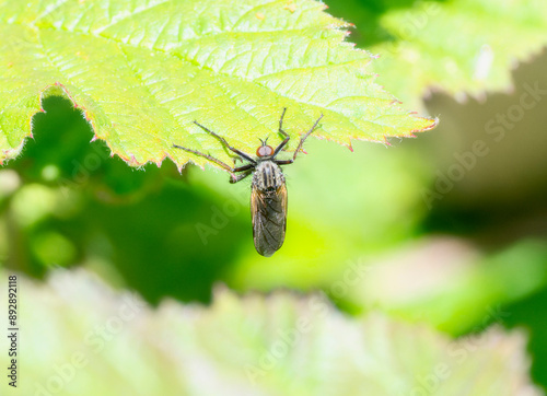 Dance Fly (Empis Tessellata) Perched on Leaf in England photo