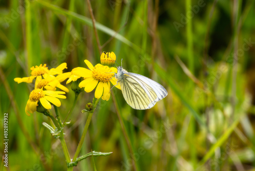 Green Veined White (Pieris napi) Butterfly Feeding on Yellow Wildflowers in England