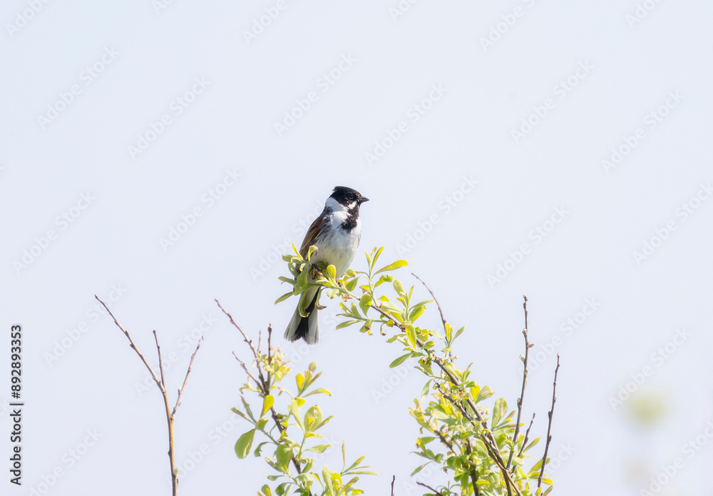 Reed Bunting (Emberiza schoeniclus) Perched on a Branch in England Reed Bunting (Emberiza schoeniclus) Perched on a Branch in England