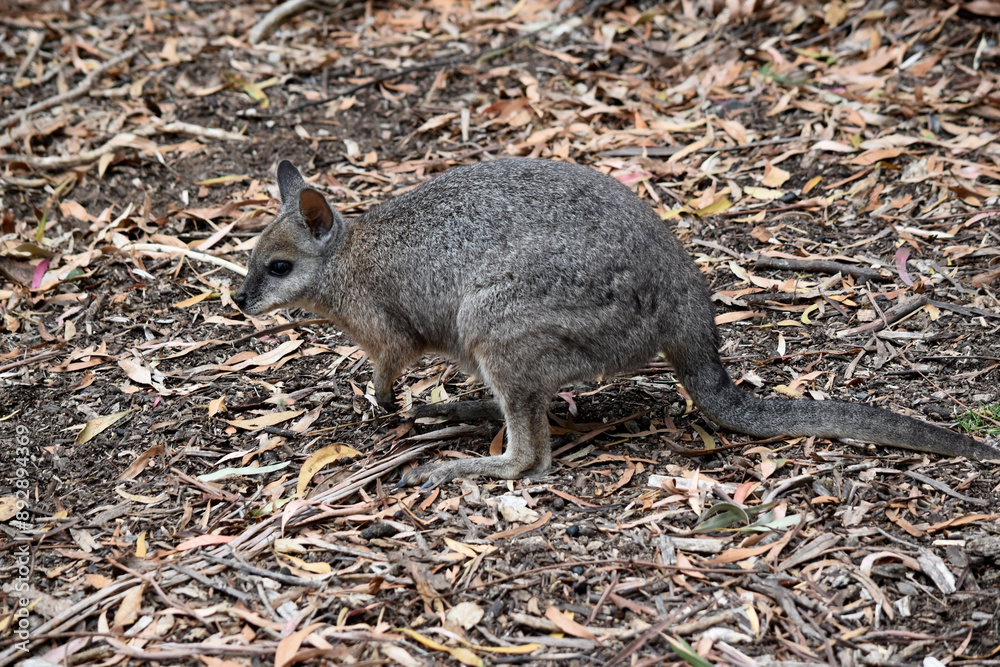 the tammar wallaby has dark greyish upperparts with a paler underside and rufous-coloured sides and limbs. the tammar wallaby has dark greyish upperparts with a paler underside and rufous-coloured sides and limbs.